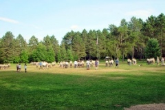 475528-orig